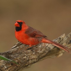Cardenal rojo macho