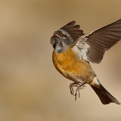 COMESEBO ANDINO III (HEMBRA) (Phrygilus gayi)