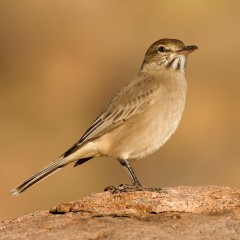 Gauchito