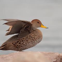 Maicero