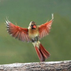 Cardenal hembra