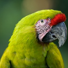 Lapa verde