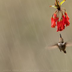 La lluvia