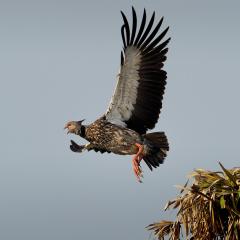 Chaja al vuelo