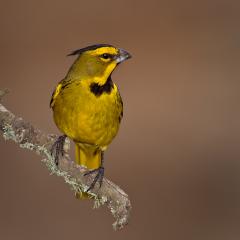 Cardenal