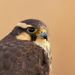 Femoralis