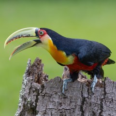 El pico verde!