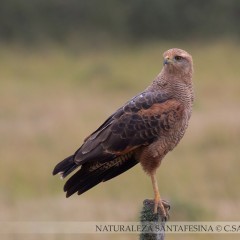 Ave 052-aguilucho colorado