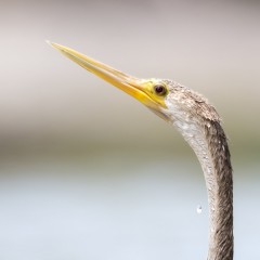 Cuello de Serpiente