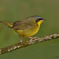 Araero cara negra