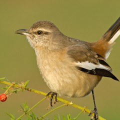 Calandria real