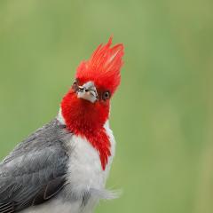 Cardenal con trofeo