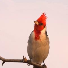AVE 080-2, Cardenal  pcia Santa fe
