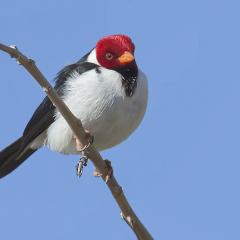 cardenilla