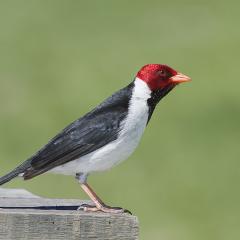 cardenilla