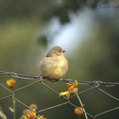Cabecita Negra Picudo ( hembra)
