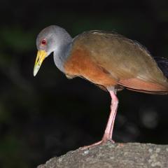 chiricote