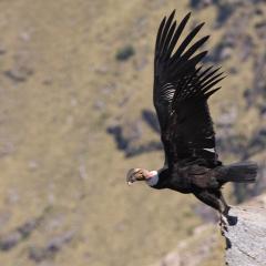 Condor Majestuoso