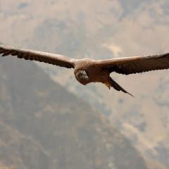 Condor en el caon del Colca