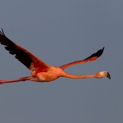 Flamenco americano...