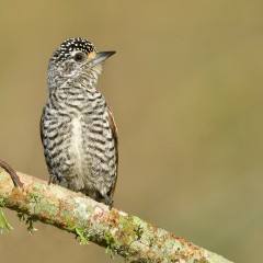 Carpinterito barrado (hembra)