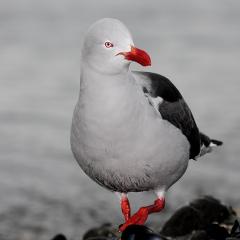 gaviota gris