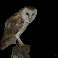 Tyto en el campo de Tito.