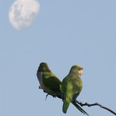 Adoradores de la luna