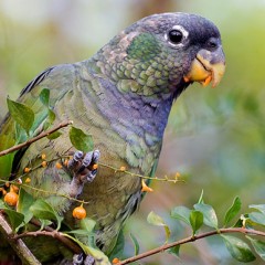 Loro Maitaca (Pionus maximiliani)