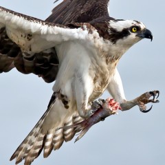 Aguila Pescadora