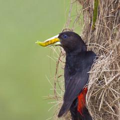 Boyero Cacique (Cacicus haemorrhous)