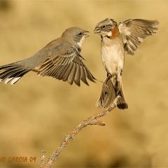 peleando