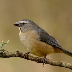 Pepitero!!
