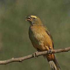 Pepitero !!!