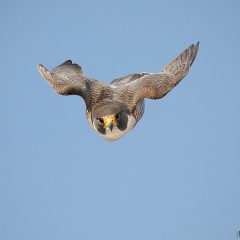 Ataque de Halcon Peregrino