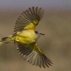 se me volo !