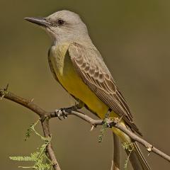 Tyranus melancholicus