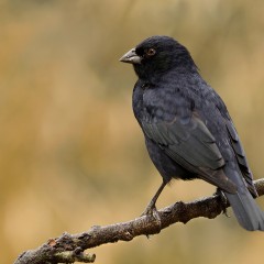 Sigo con las aves negras ( Tordo)