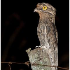 Nyctibius griseus