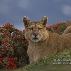 Puma en Torres del Paine
