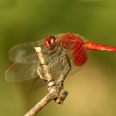 Lucifer...