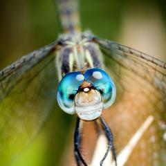Ojos azules II