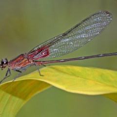 diablito...(Hetaerina cruentata, male)