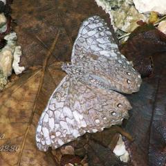 mariposas 