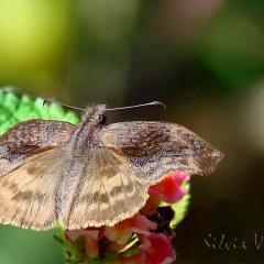 Viene de Mariposas... les muestro al Saltarn Ventosa...