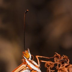 El retrato de Espejitos