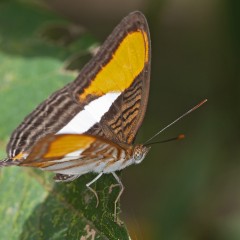 mariposa