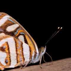 CHACRA MARIPOSA.................