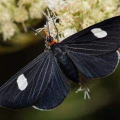 Melanchroia aterea de la RECS