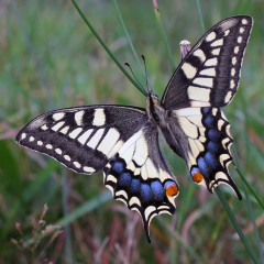 PAPILIO MACAON